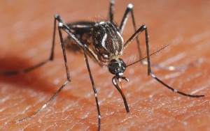 El principal vector de transmisión es el mosquito Aedes.