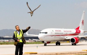 El Prat dispone de servicio de halconeros desde 1996.