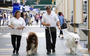 Los perros patrullan de lunes a viernes en busca de pasajeros estresados.