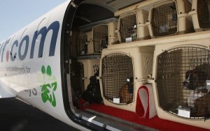 A menudo, los animales que deambulan por los aeropuertos se han fugado del transportín donde viajaban. 